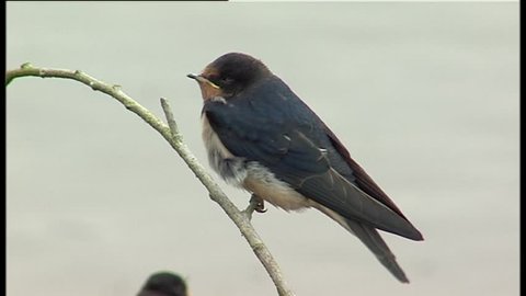 Close up on a single young House martin perched on a branch in the UK 