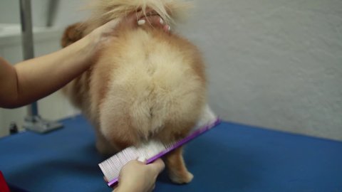 Pomeranian Dog getting groomed at salon. Professional cares for a dog in a specialized salon. Groomer's hands with scissors. Selective focus.