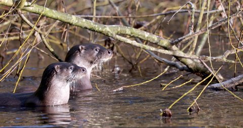Euroasian otters, lutra lutra, eating, posing on a river during winter in scotland. 