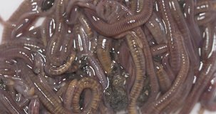 video compost worms moving close-up