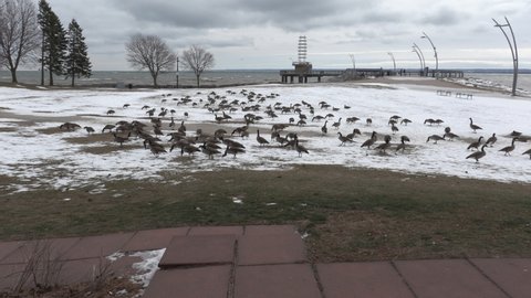 Burlington, Ontario, Canada January 2021 Canada geese in the snow and not migrating in winter due to climate change