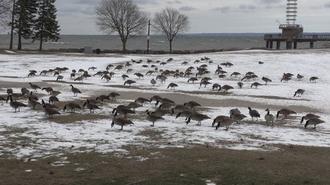 Burlington, Ontario, Canada January 2021 Canada geese in the snow and not migrating in winter due to climate change