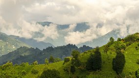 8K cinematic images. Green tea gardens, the most important source of income in your Turkey Black Sea province of Rize. Clouds dancing above green tea gardens.
