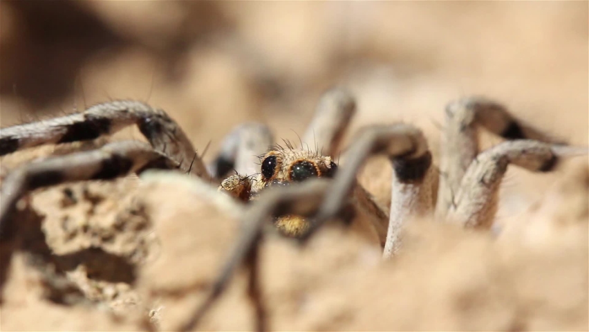 Wolf Spider waiting for prey in desert 
, Close up shot , Judean Desert, Israel
