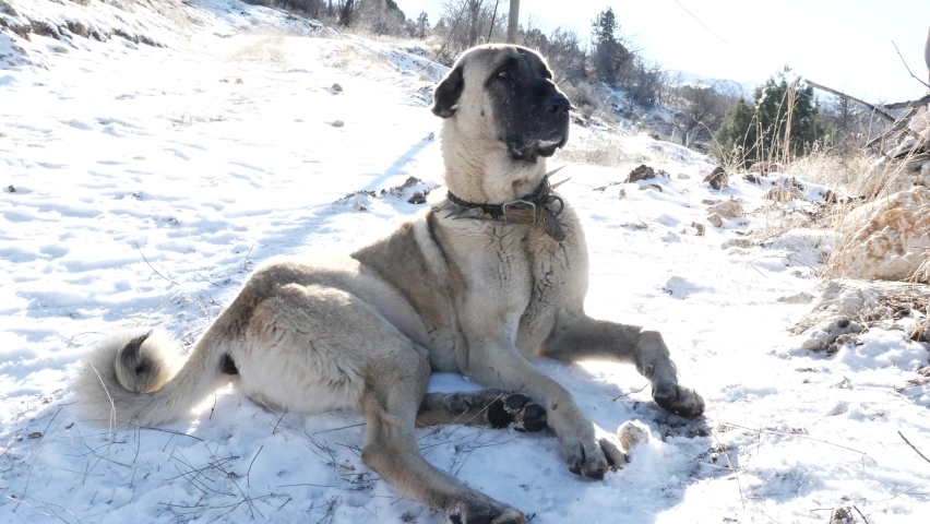 kangal dog spike collar