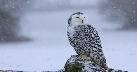 Snowy owl, Bubo scandiacus, perched on old stump in snow during snowfall. Arctic owl observing surroundings. Beautiful white polar bird with yellow eyes. Winter in wild nature habitat.