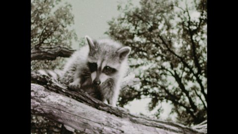 1950s: Raccoon on tree branch. Rabbit hops through forest and goes into hollow tree. Classroom.