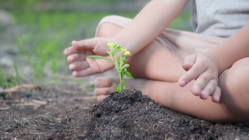 Little kid hand planting seedlings growing tree in soil on garden. Child plant young tree by hand for growth in the morning. Forestry environments ecology Earth Day and New Life concept. slow motion | Shutterstock HD Video #1066920985