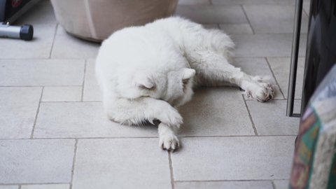 White cute furry Samoyed dog Simba peacefully lying on white tiles