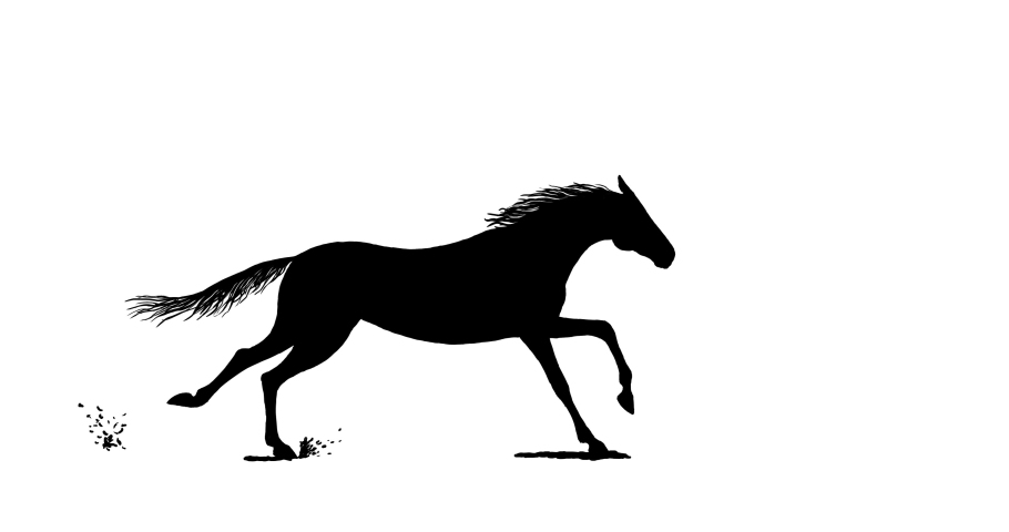 Galloping horse. Animated hand drawn black mustang silhouette cartoon seamless loop running equine motion. Alpha channel isolated transparency 4K Royalty-Free Stock Footage #1066935988