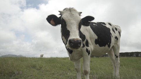 Cow Flirting With Camera in Cloudy Day