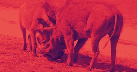 Fighting and competition video concept in duotone. Two warthogs wrestle in a two-color video. Pop colors and 80's style