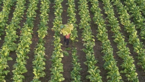 Aerial view or bird eye view of labor working in tobacco farmland,remove tobacco leaf  in tobacco garden