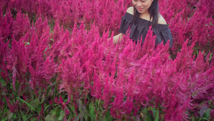 young attractive asian female wear casual dress walking with positive emotion along the red beautiful flowers nature farm roam alone travel concept