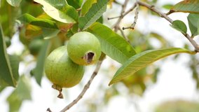 Footage of two guava fruits hanging on a tree
