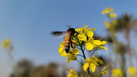 Honey Bee Busy in Rapeseed Flower Slow Motion. lose Up Bee Collect Nectar on Yellow Rapeseed Flower in Spring Field.  honey bee on yellow canola flower bud bee in spring field