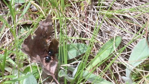winged queen ant (Formica rufa) IN A mountain FOREST 