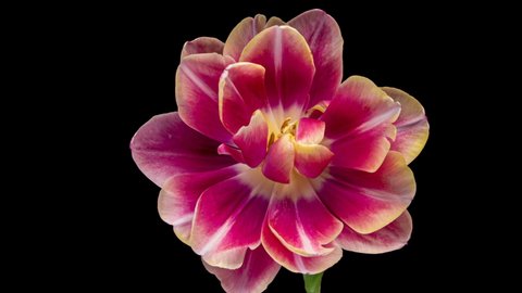 Timelapse of red tulip flower blooming on black background.