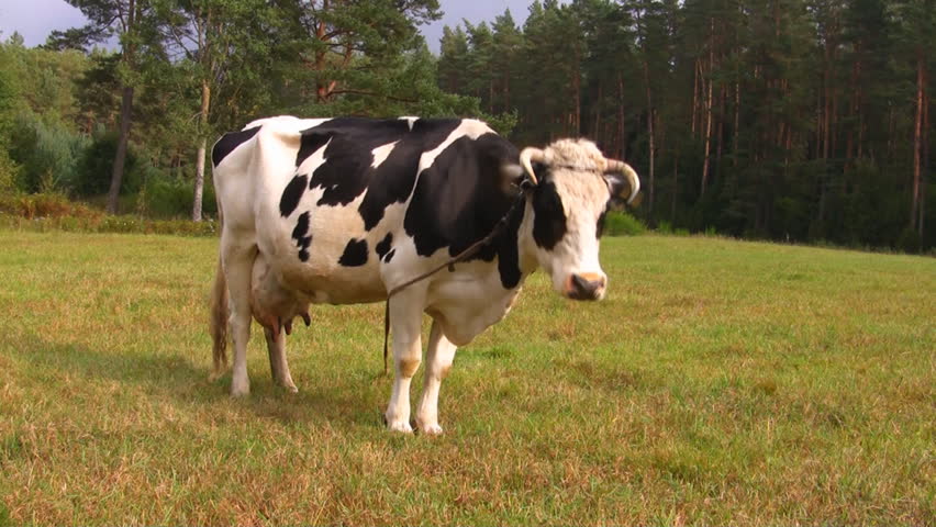 cow in meadow