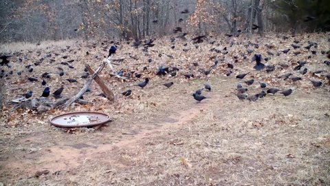 Large, restless, noisy flock of Common Grackles looking for food in grass and under dead leaves in winter