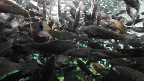 fish farm trout underwater feeding fenzy fish going crazy for food