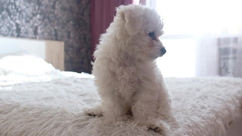 A little white Bichon Frize running around on a white bed in the bedroom. Bolognese puppy
