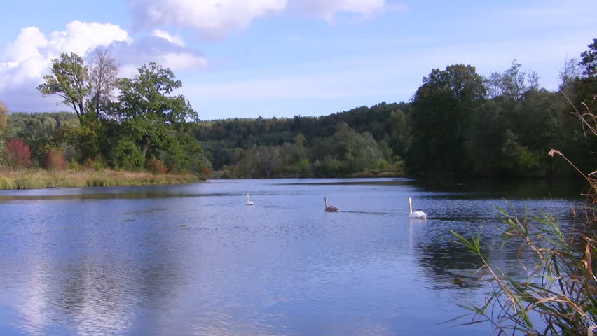 summer lake with swan