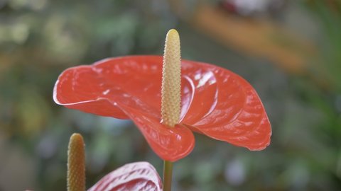 Red Anthurium close-up. Anthurium can also be called "flamingo flower" or "boy's flower". 