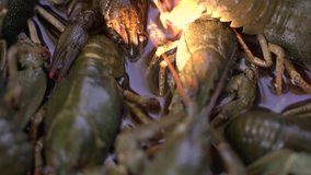 Fresh live crayfish sits in a trough in nature close up
