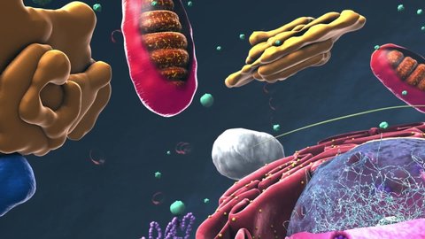 Components of Eukaryotic cell, nucleus and organelles and reticulum - 3d illustration