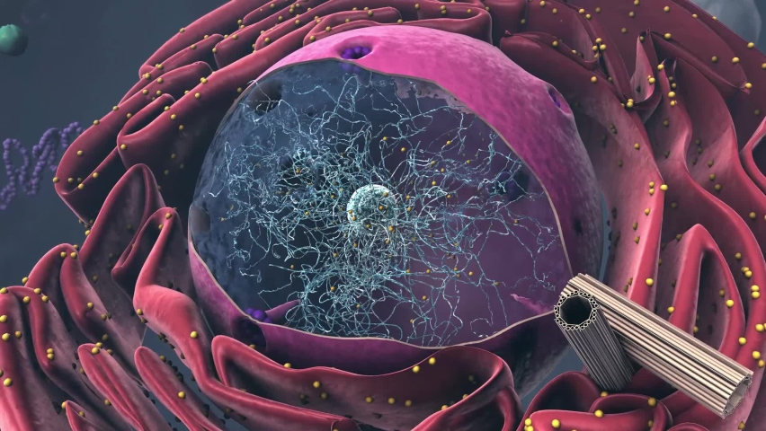 Components of Eukaryotic cell, nucleus and organelles and reticulum - 3d illustration | Shutterstock HD Video #1066967515