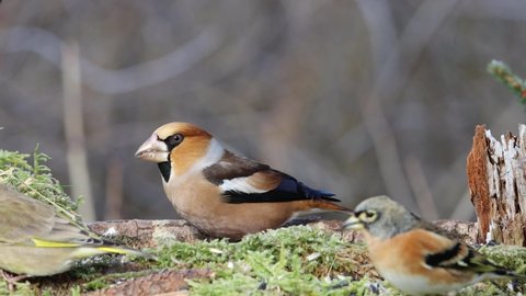 Hawfinch (Coccothraustes coccothraustes) male bird makro closeup video