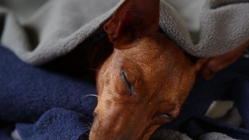 The awakening of a pet dog