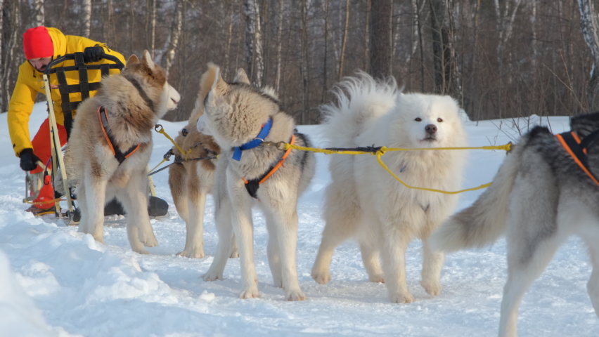 Male Musher Preparing the Sledge for Racing in Winter Day. Siberian Huskies and Alaskan Malamutes Participating in the Dog Sled Racing. Leisure and Winter Activities, Pets and Animals Concept