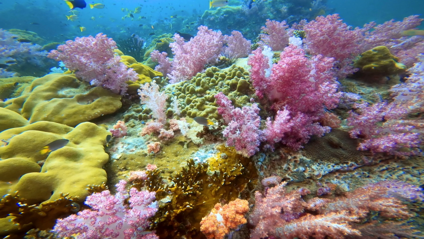 Colorful Tropical Coral Reefs of a beautiful underwater colorful fishes and coral at Talung island dive site in Thailand. | Shutterstock HD Video #1066977133