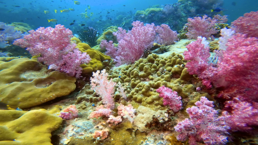 Colorful Tropical Coral Reefs of a beautiful underwater colorful fishes and coral at Talung island dive site in Thailand.