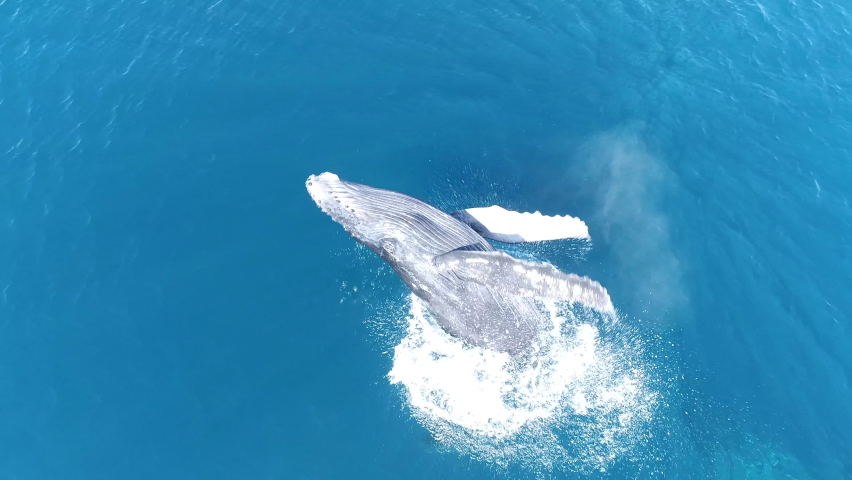 Humpback Whale calf Breach off the coast of Maui | Shutterstock HD Video #1066981069