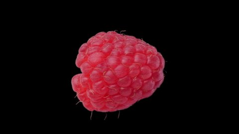 Fresh raspberries spin and float - isolated on black, neutral gray or white. Sweet juicy raspberry rotate in seamless loop for unlimited duration. 