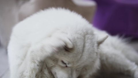 White cute furry Samoyed dog Simba lying on white tiles and scratching its nose