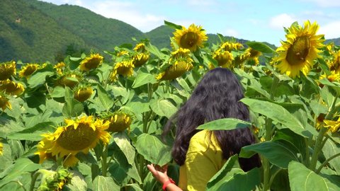 A girl touches her hair in a sunflower field