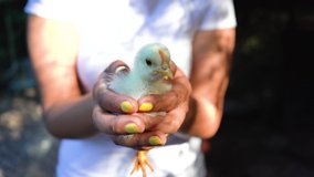 a girl holds a yellow chick in her hand, in an organic, free-range farm