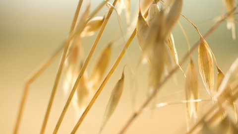 Close-up slider shot of yellow ripe spikelets of oats 