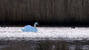 Mute Swan, Cygnus olor in habitat on the morning