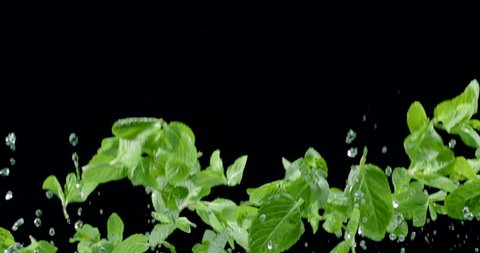 Fresh green mint leaves slowly fly up and fall on a black background. Blackmagic Ursa Pro G2, 300 fps.