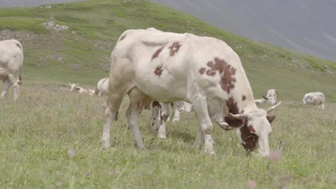 Cows eating grass in Mont Cenis 
