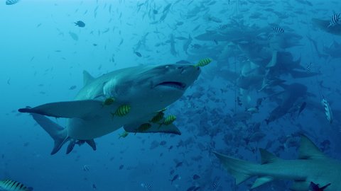Bull shark in Fiji waters accompanied by tropical fish