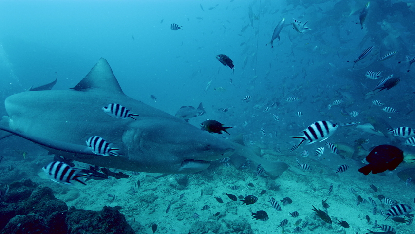 Bull shark touching camera with his nose, underwater shot