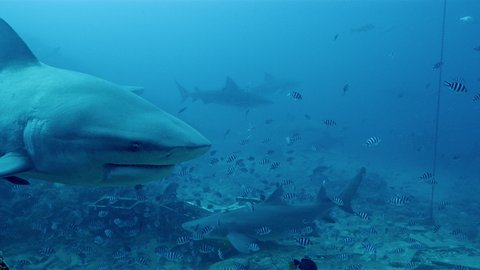 Bull sharks and smaller fish swimming in Fiji waters