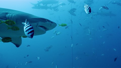 Bull sharks and colorful fish in Fiji waters