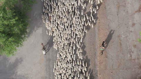 Top down view of a flock of sheep walking along the road with shepherds on horseback. Aerial drone footage of sheep herd.